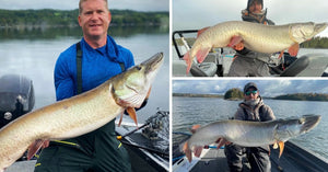 59.5 incher caught – 2 Giants in 10 Casts – Legal Musky Spearing?