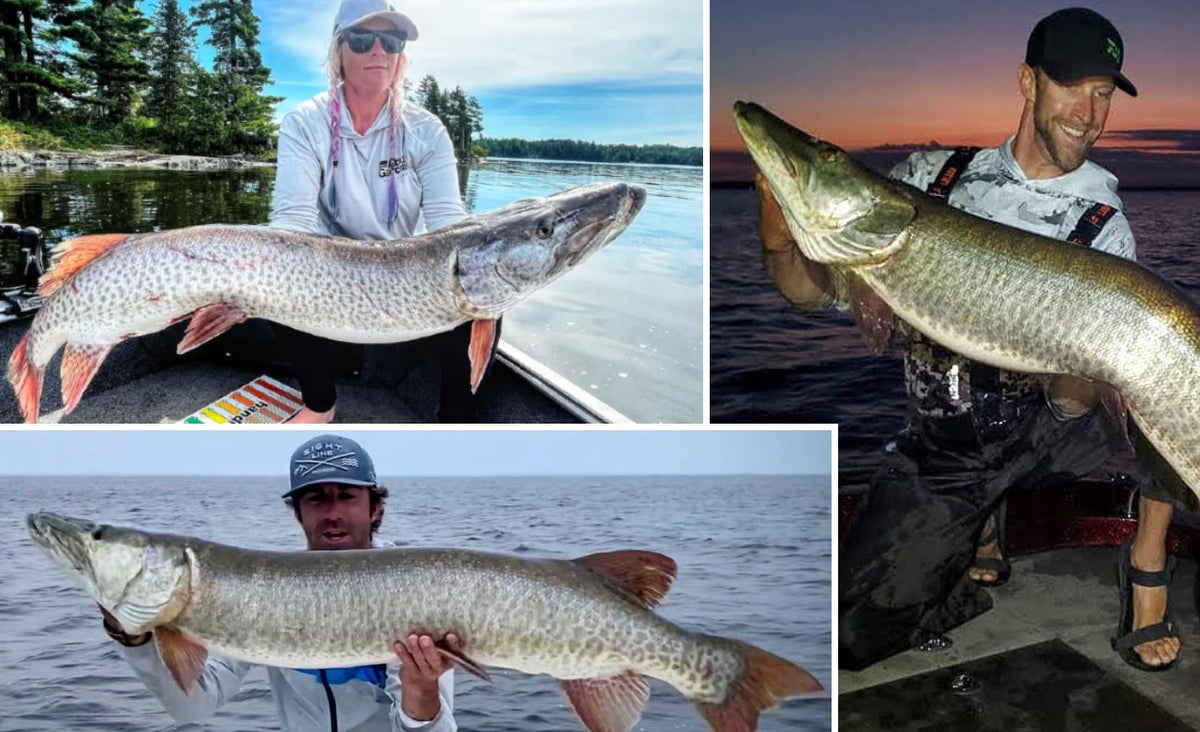Discount on A+ Lures – Musky ''Gulping'' – Night Tips – Musky Insider