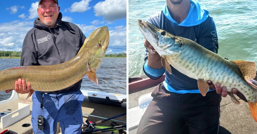 Fall Musky Locations – Our Favorite Musky This Year – Triple Musky Cat –  Musky Insider