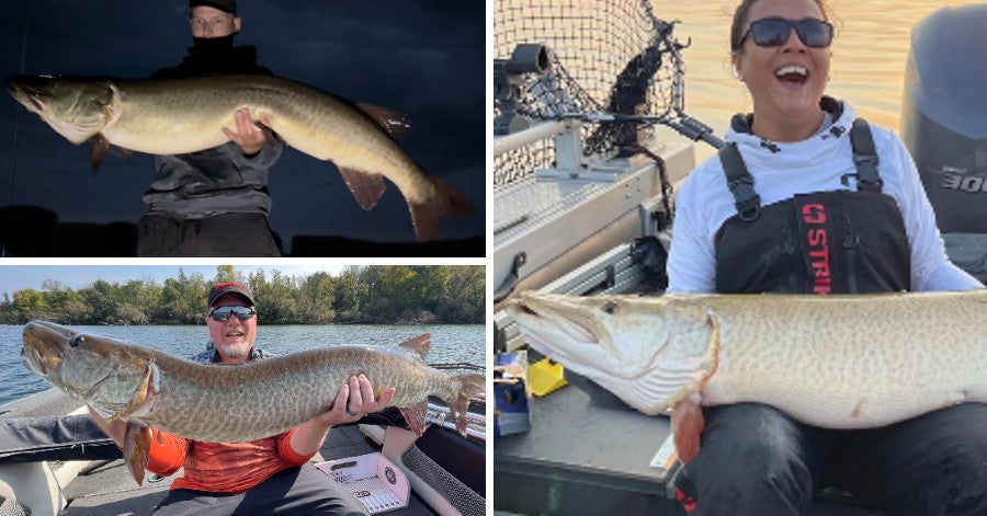 OUR FAVORITE OCTOBER MUSKY BAITS and Muskie Sucker Set Ups and
