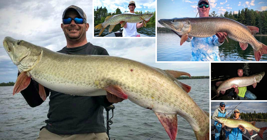 Musky ID Controversy – Dirty Water Tips – Sick Paint Job & Tail – Musky  Insider
