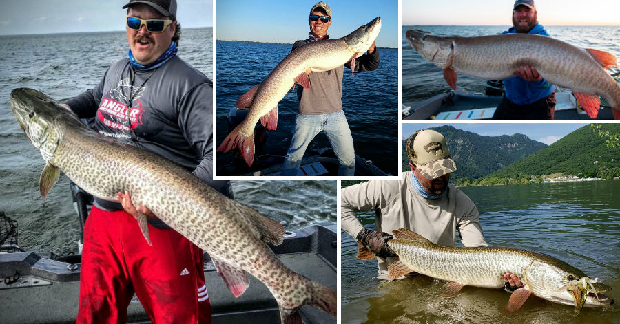 Self-Torturing Anglers'' – Tips for Turnover – 57-incher caught – Musky  Insider