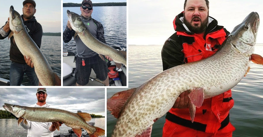 Casting For Muskies — Fish Face Goods