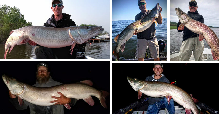 HUGE (57x26.5) this Weekend – Pete Maina Tips – Sneaky Good Lures for –  Musky Insider