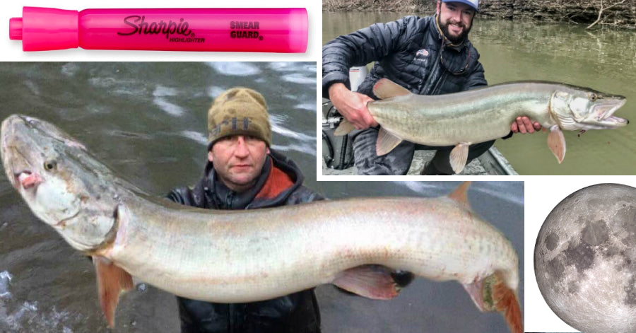 Location of next world record? – What are Big Fish ''Pink Days'' – Lac –  Musky Insider