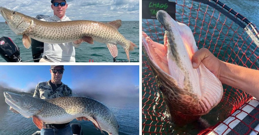 59 Inch Monster - PRO is closing - MI vs. Sharpshooting – Musky Insider