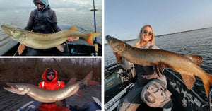 A+ Lure Mods - Musky Mascots - Giant Tiger