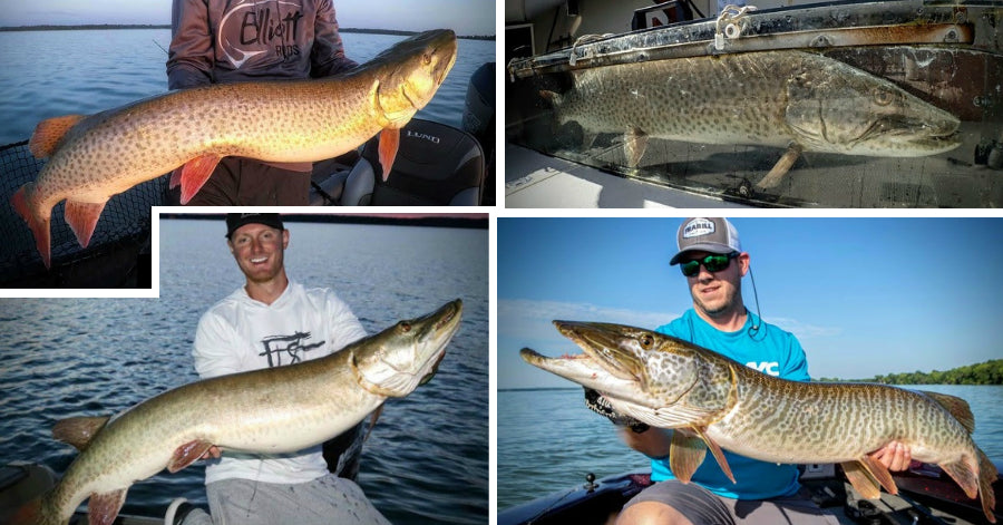57.25-inch MONSTER – Best Month for Big Fish – Marc Thorpe Thoughts