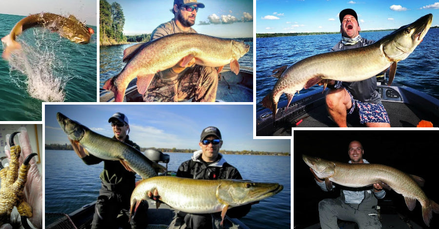 Eagle eats a Musky – Airborne Musky MADNESS – Double-Header Hawgs