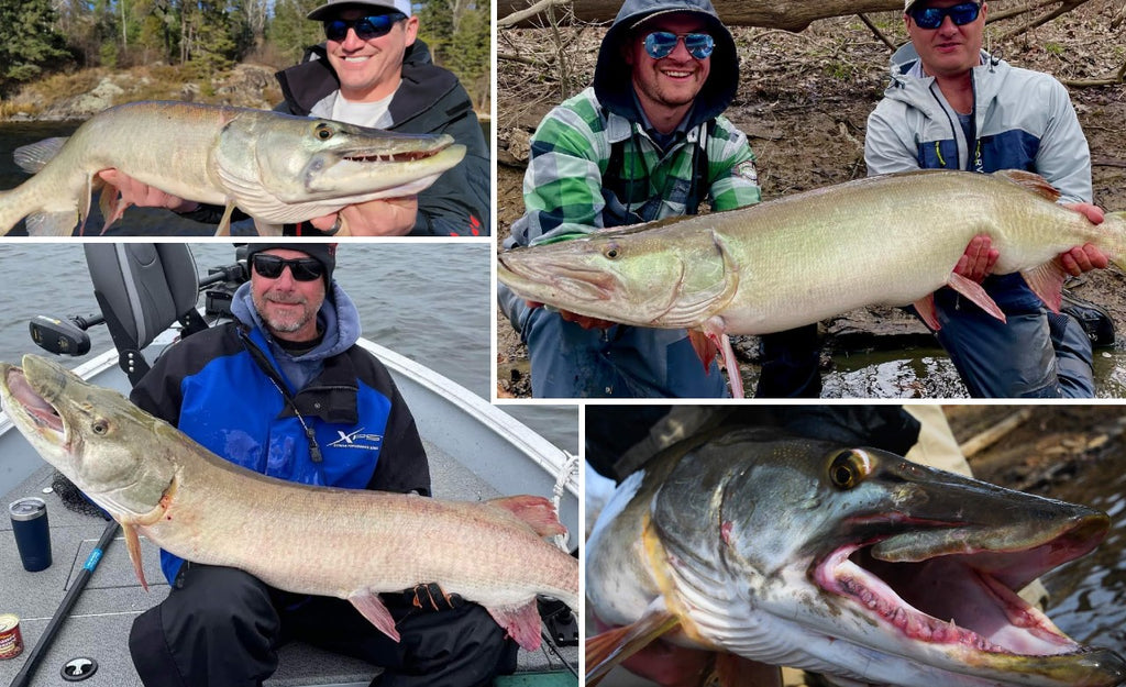 Catch & Release Works – Shoreline 8 – Some Ugly Muskies