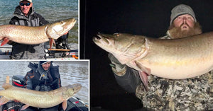 Coldwater Musky Tips – Plus-sized Muskies! – Impressive 'Skie Stats