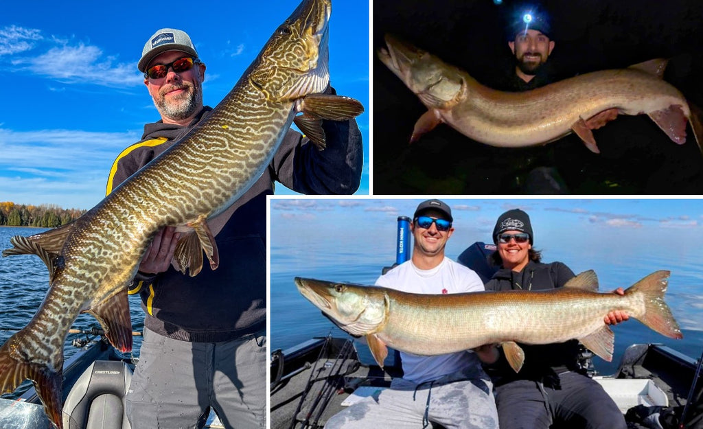Fall Tips – Muskies are Too Expensive – Big Fall 'skies