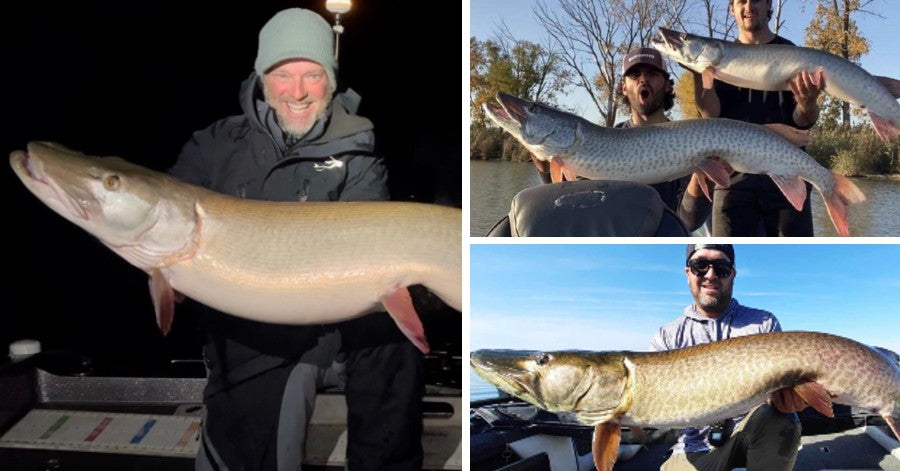 Late Fall Tips – Livescope Thoughts – Traveling Musky