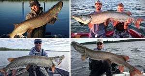 Minnesota Musky Opener (Tips & Tactics) – Giant Muskies – Favorite Spots & Baits