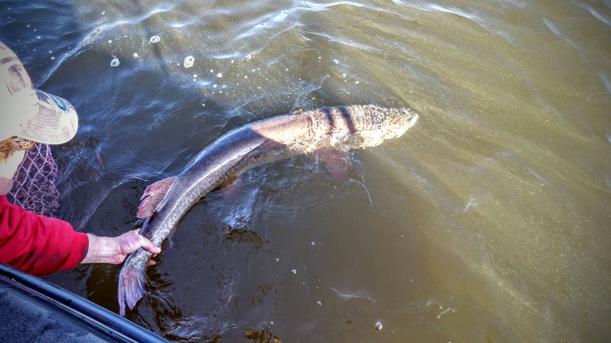 Hot Water Musky Handling – Musky Insider