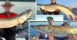 53-incher caught TWICE – Musky Science – Awesome Strikes & Sad Losses