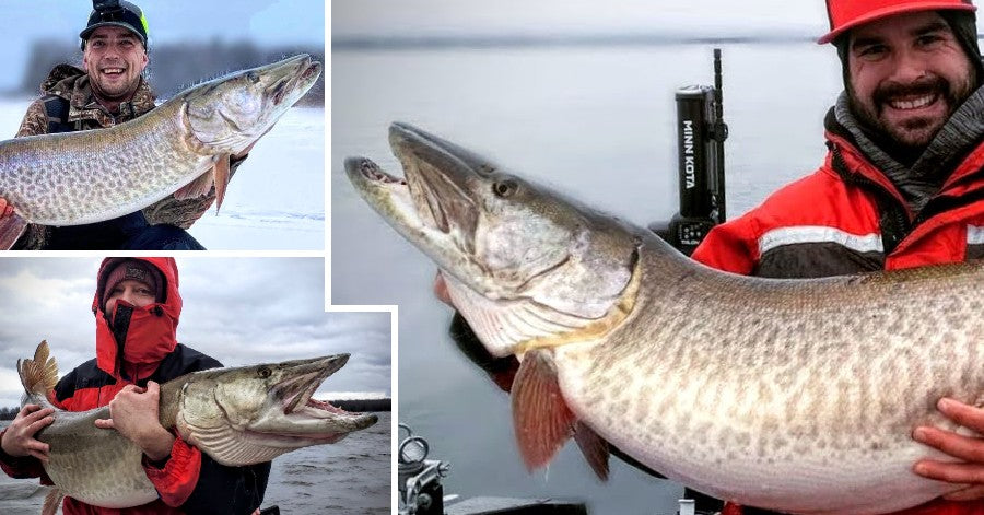Muskie Rig Best Livebait Rig? – Unique New Crank Colors – Huge Ice Musky – Musky ...