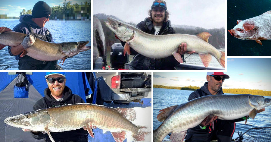 Musky Action GIFs – Leader you should try – Is your sonar lying?
