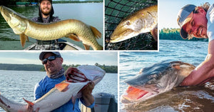 56+ inch monsters! – Why Lake Currents are Important – Unique photo id –  Musky Insider