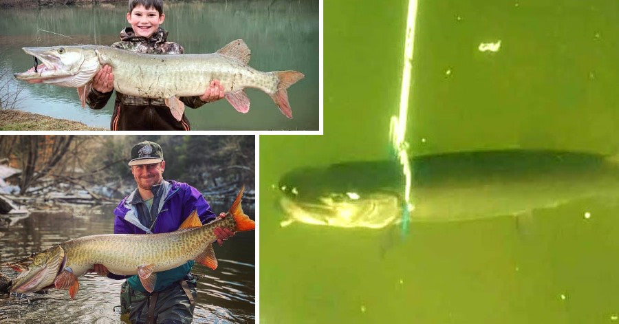 Legal Musky Spearing? – Knapp Study Update – Biggest Musky Podcast Yet
