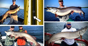 HUGE 56-inch Muskies – Wildest Net Job Ever? – Figure-8 on Side Imaging