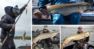 50lb Muskies – Best October Baits – McMahon Sucker Tips