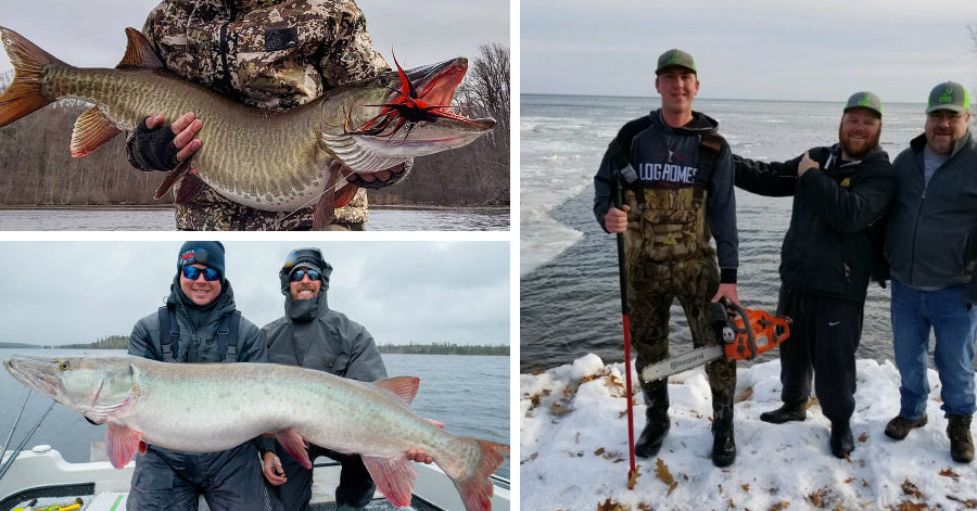 Chainsaws & Muskies – Skinniest Musky Ever? – 54'' Mondo from Shore