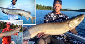 Why Musky Fishing Isn't ''Healthy'' – Fish GIF Olympics – A Pro-Musky Politician?