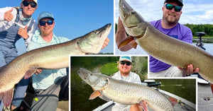 Musky Location Tips – Rubber-slappin' Headshake – Plump 'skies