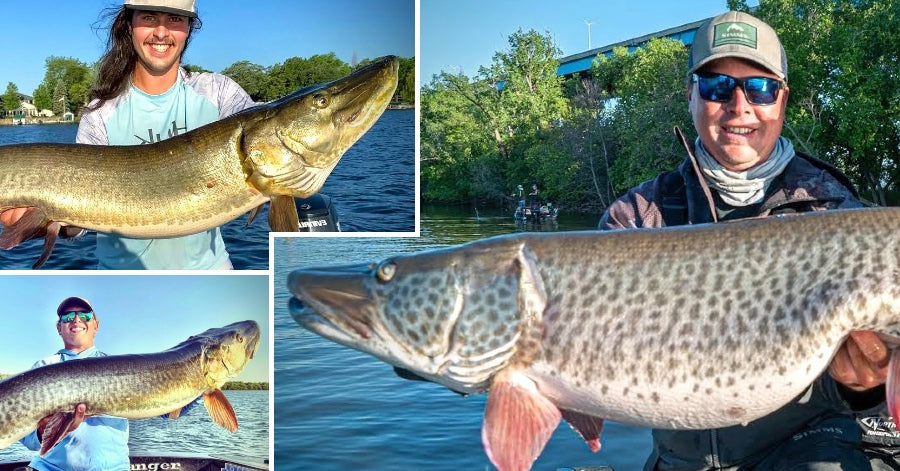 Rubber Bait Tweaks – Next Week Looks 👍 – Musky Bites Off Too Much