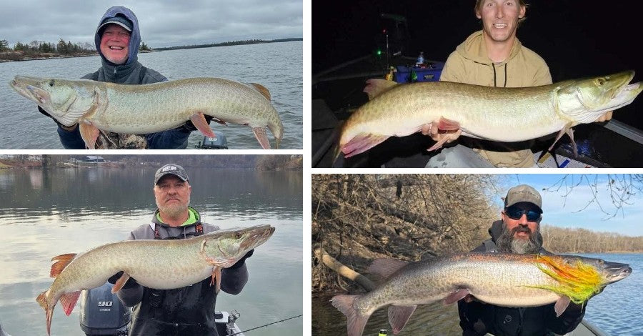 Tough Bite Tips -Top Musky Destinations - 60 Pounder!
