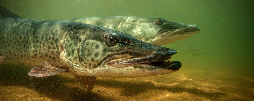 Musky Insider – Tips & Tactics for the Meanest Predator in Freshwater!