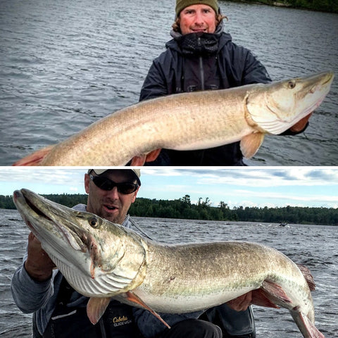 Musky Insider – Tips & Tactics for the Meanest Predator in Freshwater!